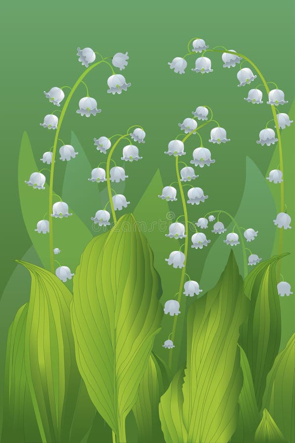 Lily of the valley stock vector. Illustration of nature - 4098817