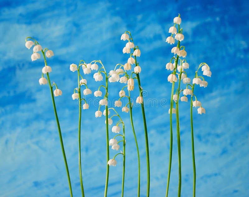 Lily of the valley royalty free stock photo