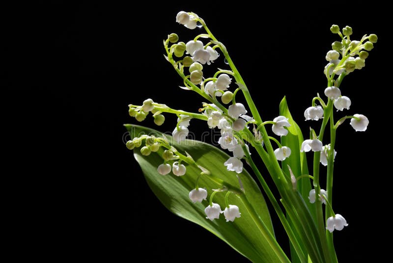 Lily-of-the-valley stock photo. Image of spring, white - 5359968