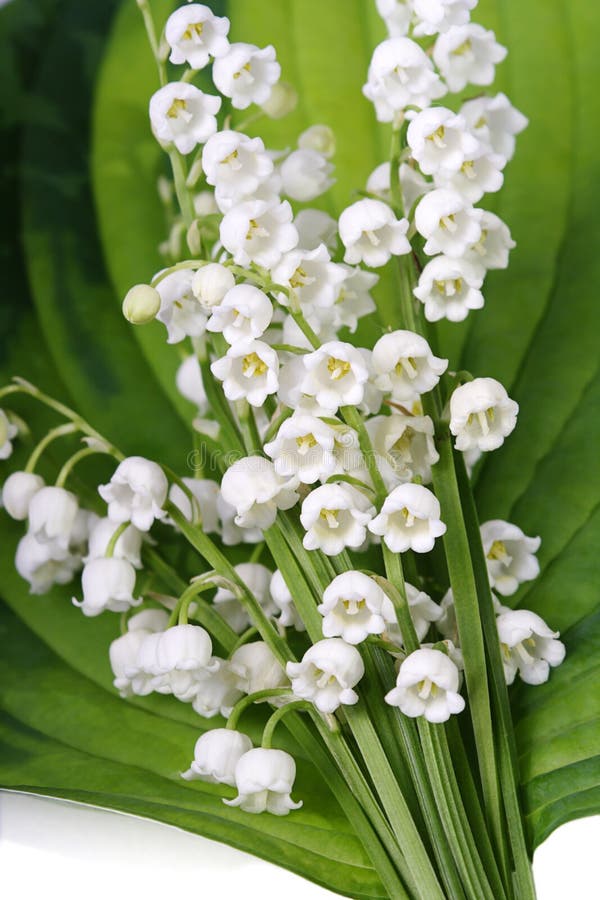 Lily of the valley