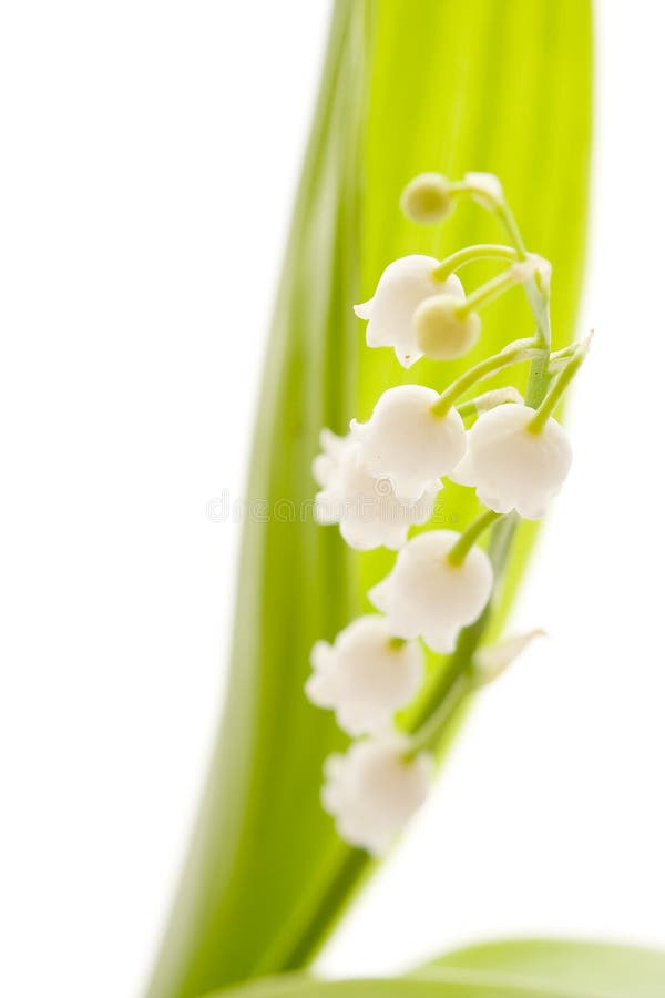 Lily of the valley