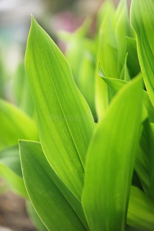 Lily of the valley stock images