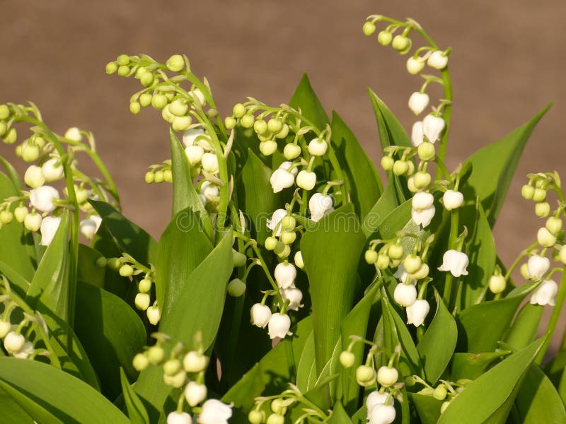 Lily of the valley stock image. Image of white, elegant - 144918187