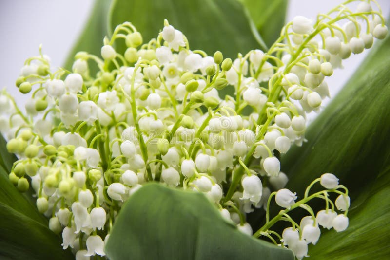 Lily of the Valley. Blooming Lily of the Valley Beautiful Flower ...