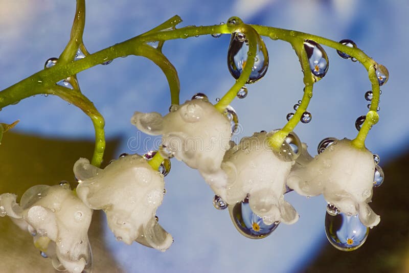 Lily-of-the-valley with drops