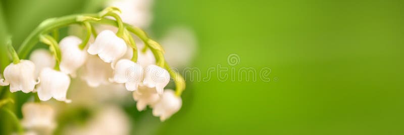 Lily of the valley flower close up, green nature panoramic background May 1st, May Day web banner