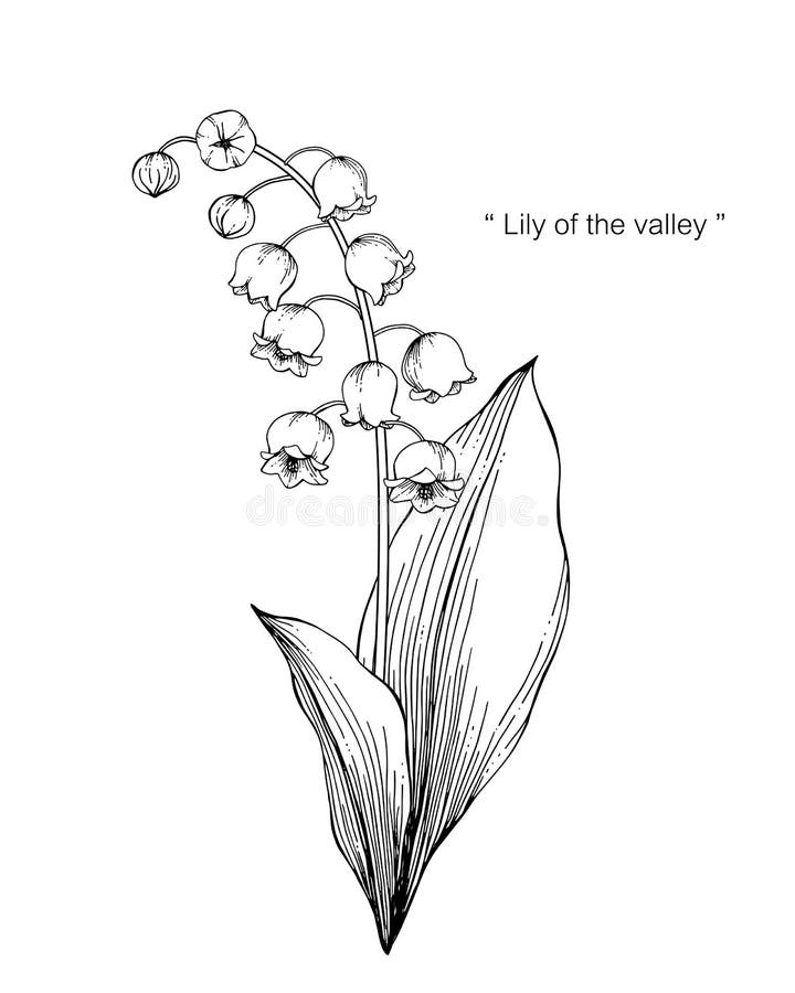 lily of the valley flower