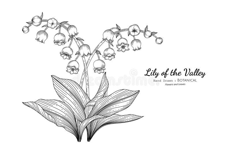Collection Set of Lily of the Valley Flower and Leaves Drawing Illustration  Stock Vector - Illustration of elegant, leaf: 142042813