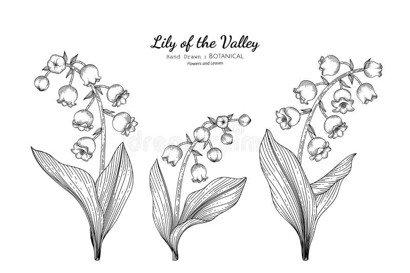 Lily of the valley flower and leaf hand drawn botanical illustration with l...