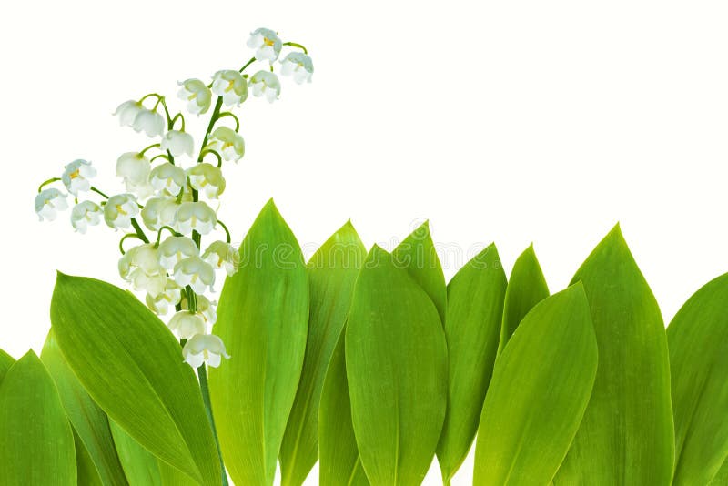 Lily Of The Valley Flower On White Background Stock Photo Image Of
