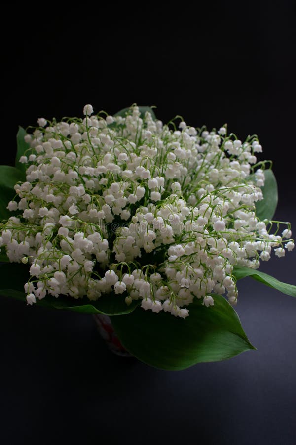 Lily of the valley flowers on a black background 1 stock photos Lily of the valley flowers on a black background 1 stock photos