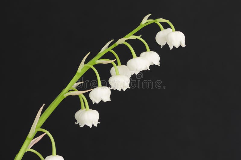 Lily of the valley stock image. Image of plant, nature - 51929641