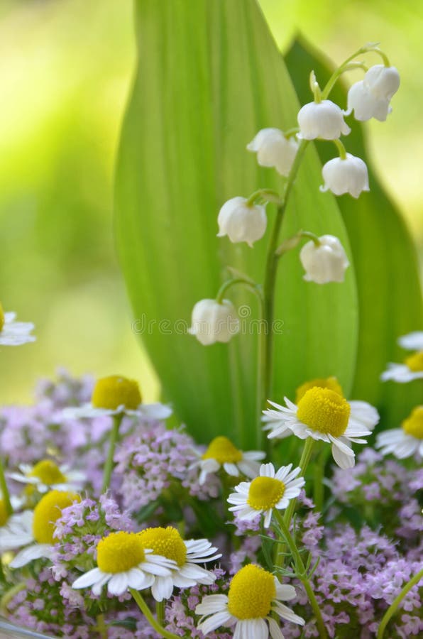 Lily of the Valley and Herbs Stock Image Image of arrangment