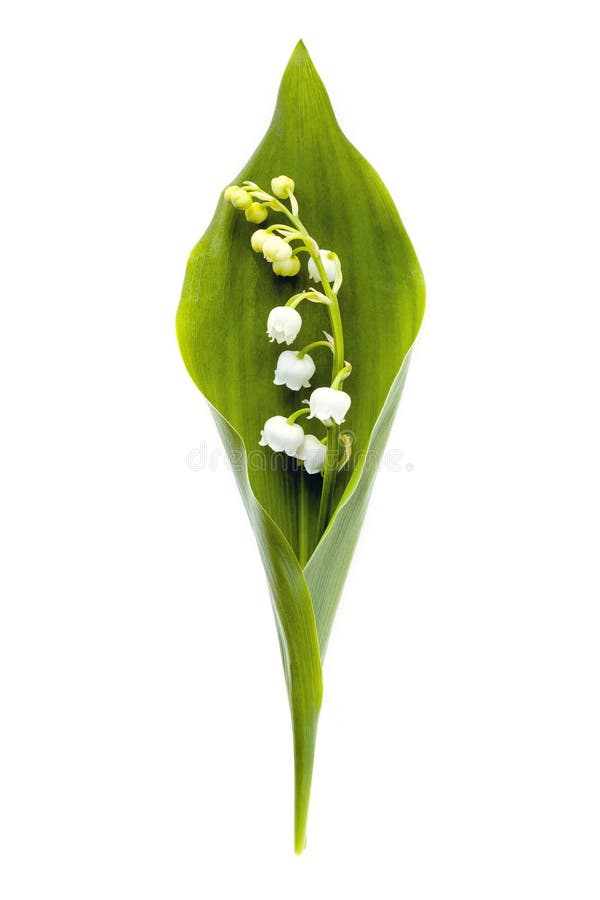 Lily-of-the-Valley Isolated on White
