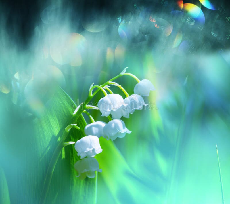 Lily of the valley stock photo. Image of garden, bloom 32007686