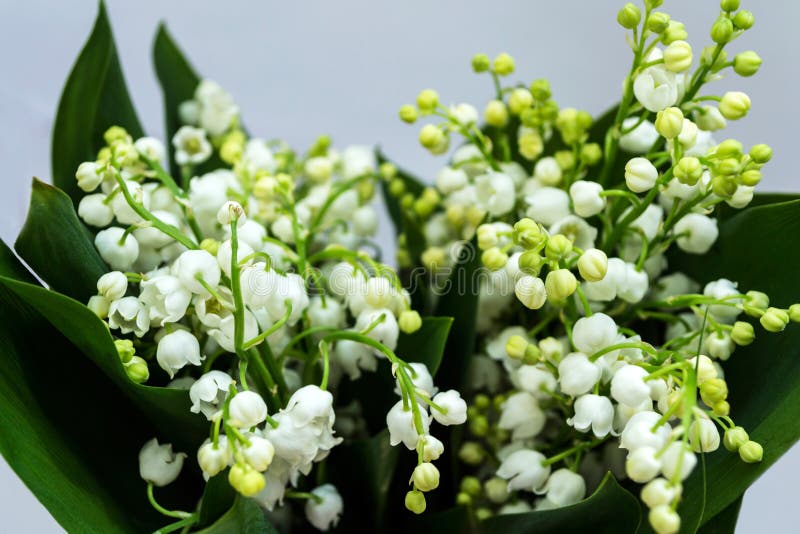 Lily of the valley stock photo. Image of floral, bunch - 218001328
