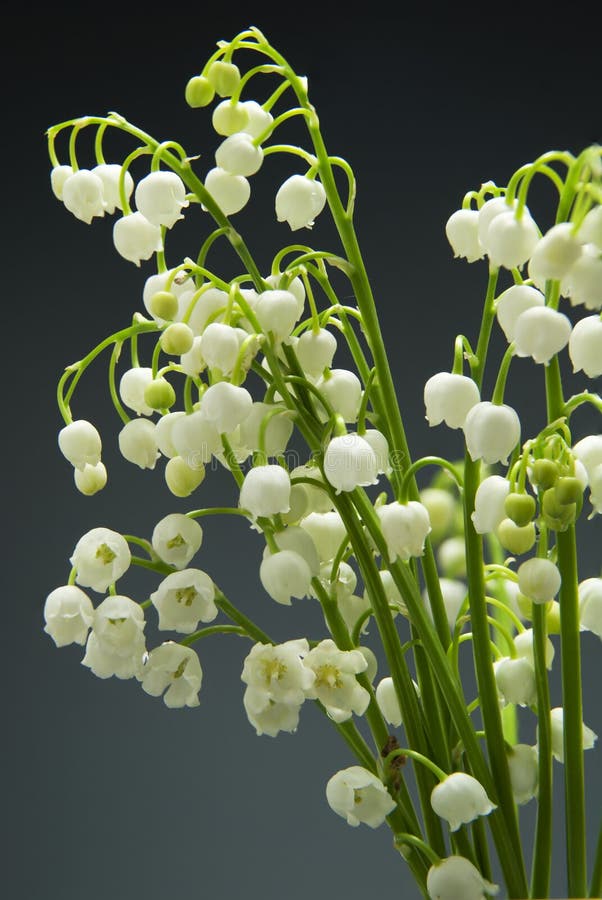 Lily of the Valley on Gradient Blue Background with Reflection Stock ...