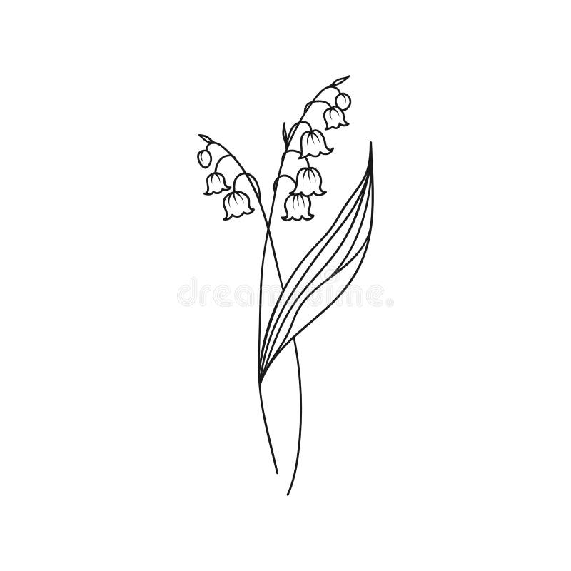 Lily of the Valley May Birth Month Flower Illustration