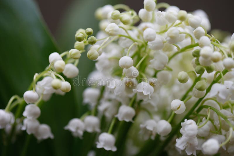 Lily of the valley stock image. Image of garden, closeup - 92280501