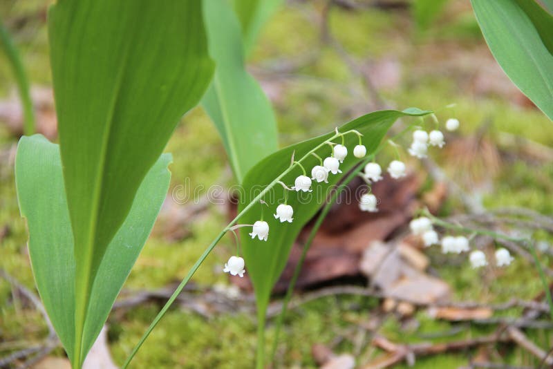 Lily of the valley royalty free stock photos Lily of the valley royalty free stock photos