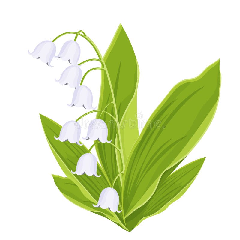 Lily of the Valley, Spring Bouquet of Delicate Flower, Vector ...