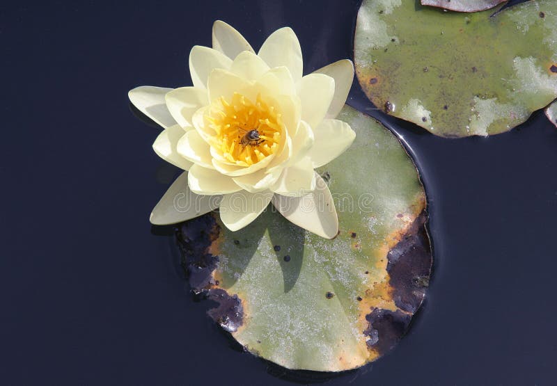 Lily water στοκ εικόνες