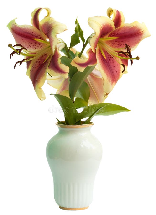 Lily in a white porcelain vase