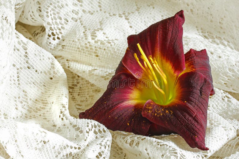 Lily on White stock image. Image of lace, classic, bouquet 36199849