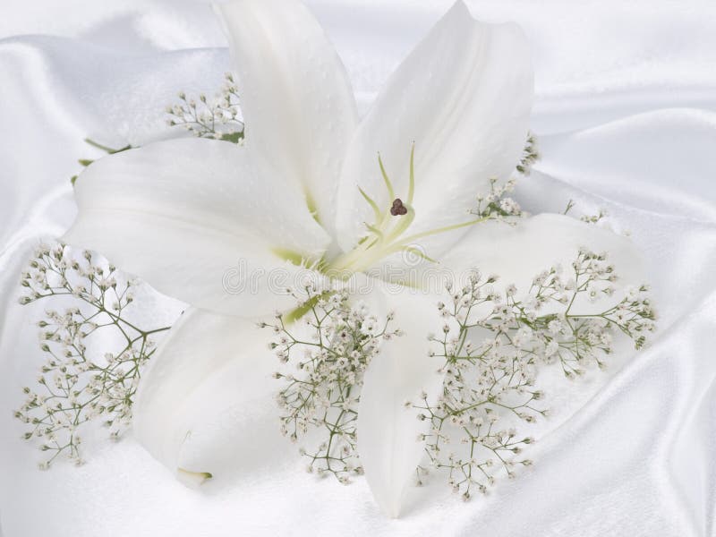 Lily on a white silk stock image. Image of stamen, scented 17476219