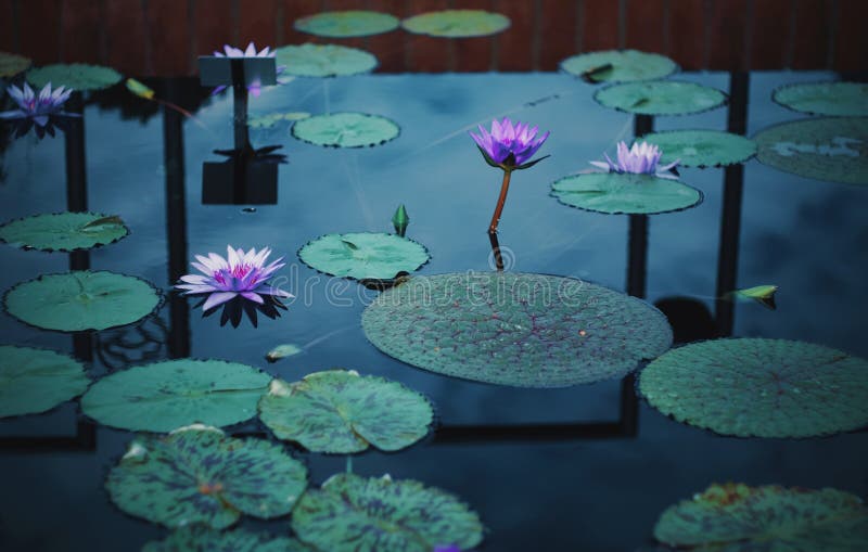 Lilypads und Blumen im Wasser an einem bewölkten Tag lizenzfreie stockbilder Lilypads und Blumen im Wasser an einem bewölkten Tag lizenzfreie stockbilder