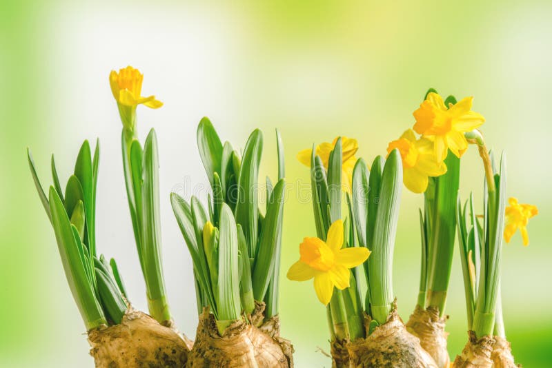 Yellow daffodil lilys on a green background in the spring. Yellow daffodil lilys on a green background in the spring