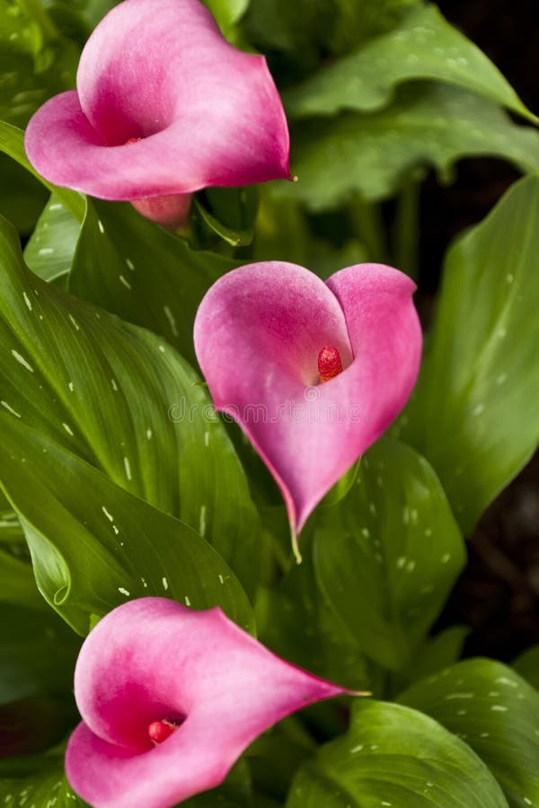 Lilys de calla rose photographie stock libre de droits Lilys de calla rose photographie stock libre de droits