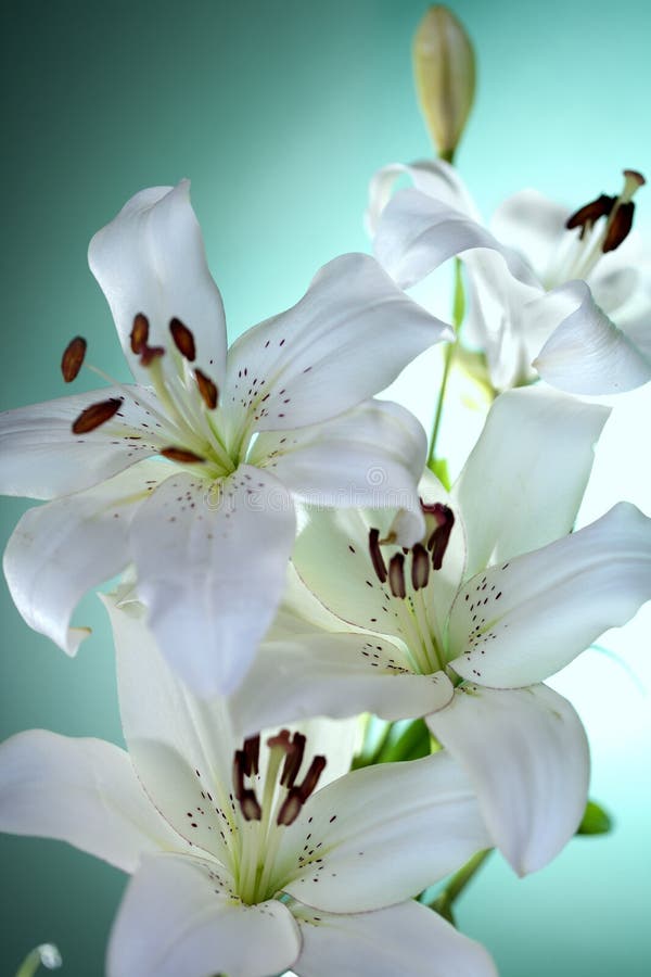 Easter lily stock image. Image of christianity, lillies - 11487389