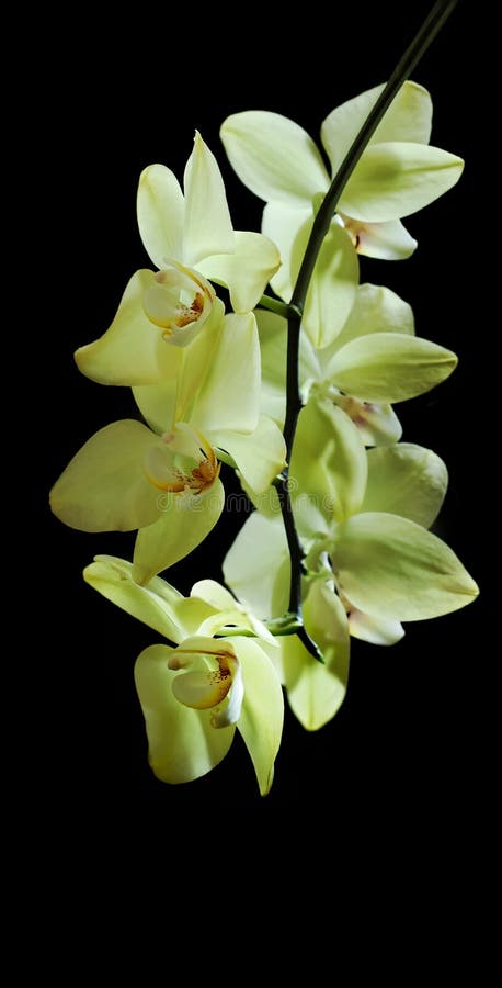Limão - O Amarelo Floresce a Orquídea Foto de Stock - Imagem de beleza,  relaxar: 53907362