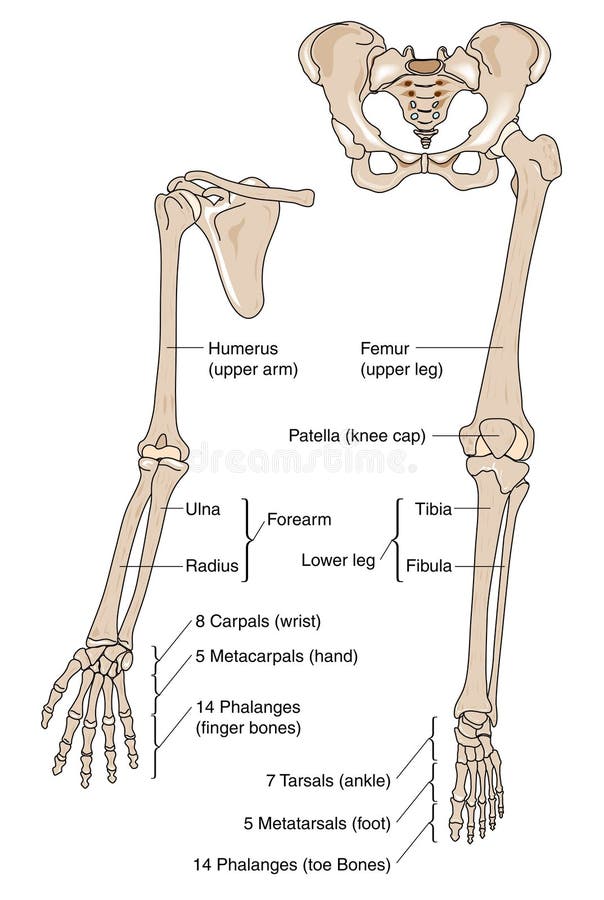 Limb bones