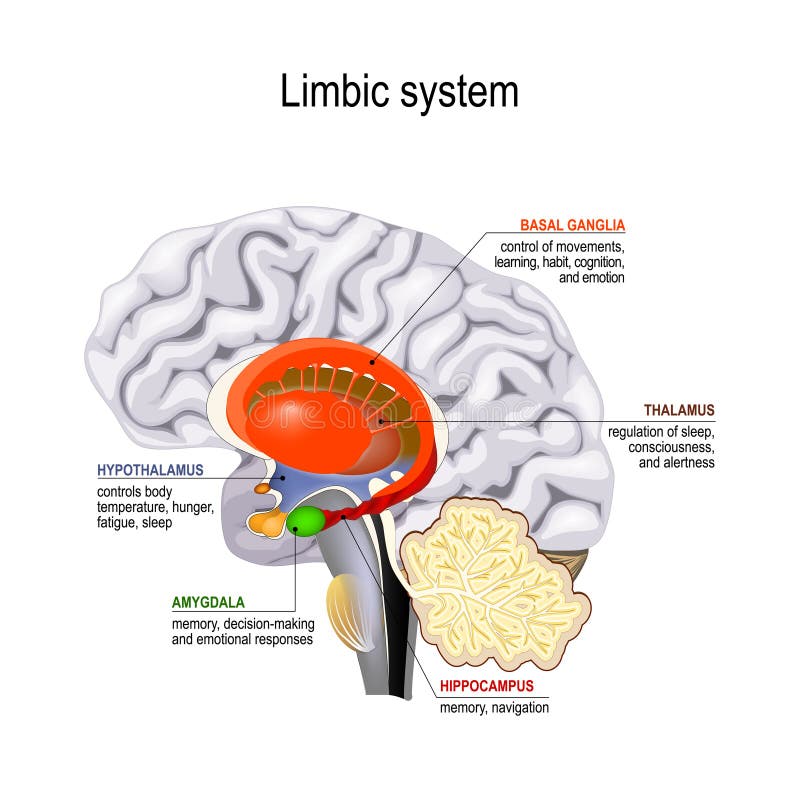 limbic systeem Dwarsdoorsnede van de menselijke hersenen vector illustratie limbic systeem Dwarsdoorsnede van de menselijke hersenen vector illustratie