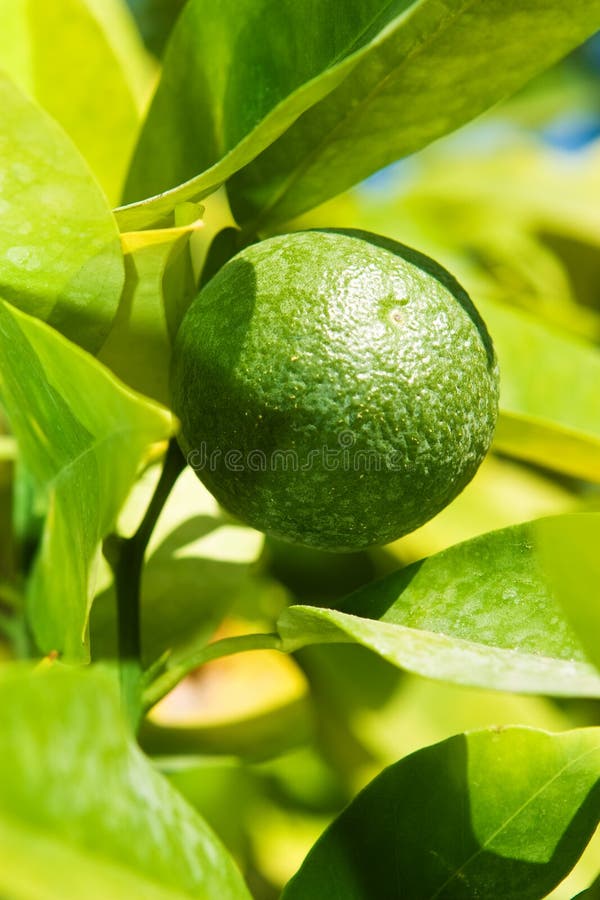 Lime stock image. Image of color, background, tropical - 6600003