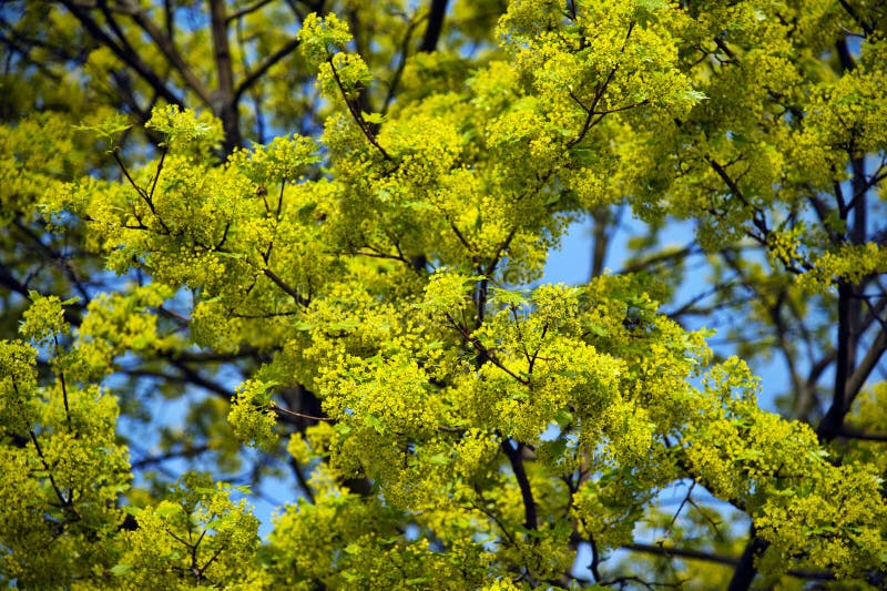 Lime blossom stock image. Image of leaves, outdoors, nature 19093739