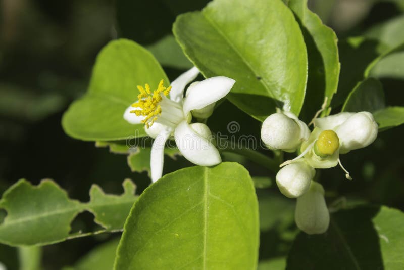 Lime Blossom stock image. Image of limb, fruit, color 46860727