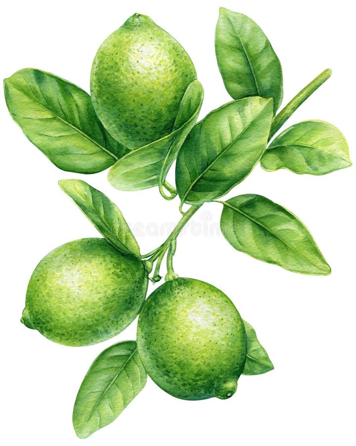 Minimalist Lime Line Vector Drawing On Green Stock Illustration - Download  Image Now - Art, Botany, Citrus Fruit - iStock