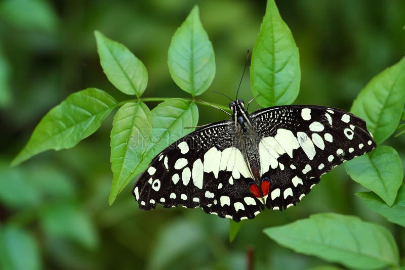 Lime butterfly