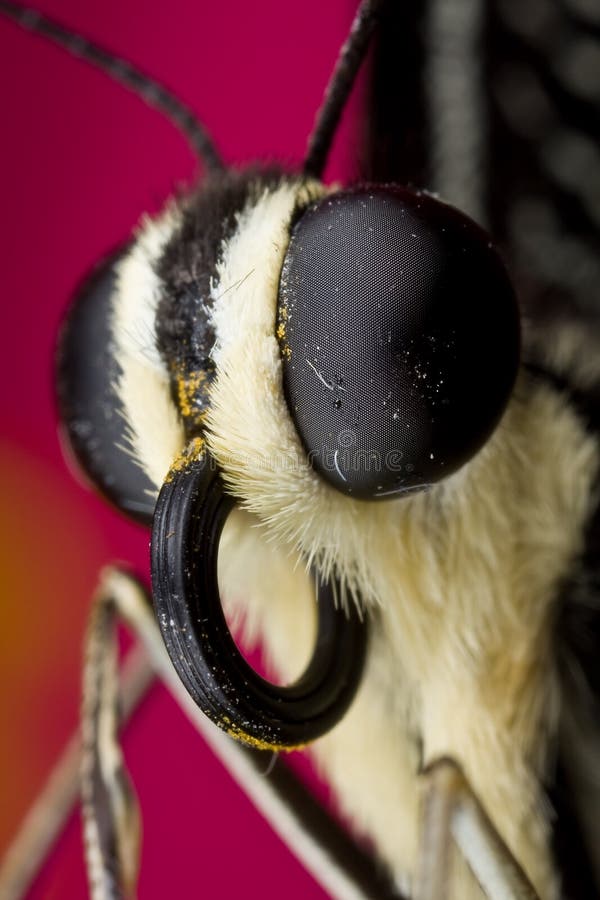 Butterfly macro stock photo. Image of bush, nature, black 4534252