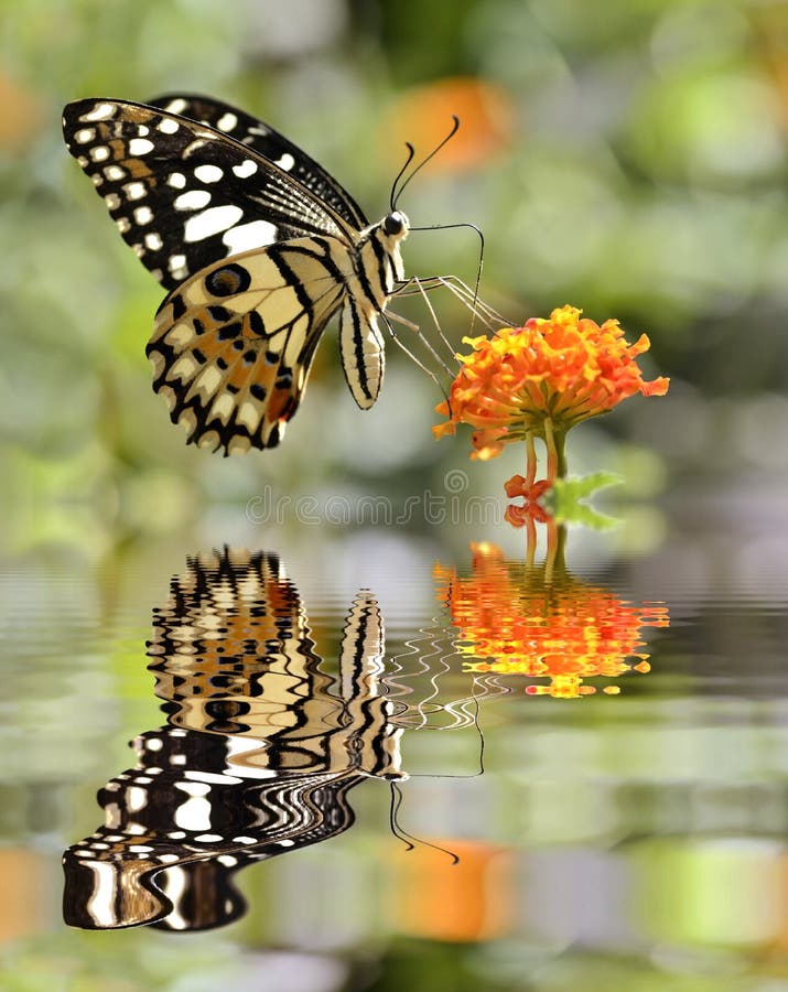 Lime butterfly (Papilio demoleus) feeding on flower (Lantana camara) above water with big reflection, digital effect. Lime butterfly (Papilio demoleus) feeding on flower (Lantana camara) above water with big reflection, digital effect