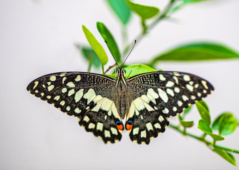 Lime Butterfly with Open Feathers Stock Photo Image of tropics