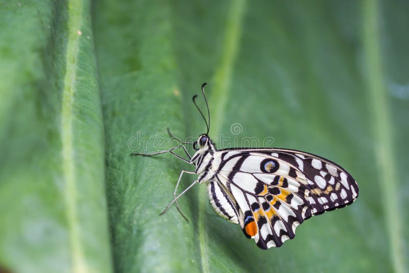 Lime Green Butterfly stock image. Image of butterfly, canada 207871