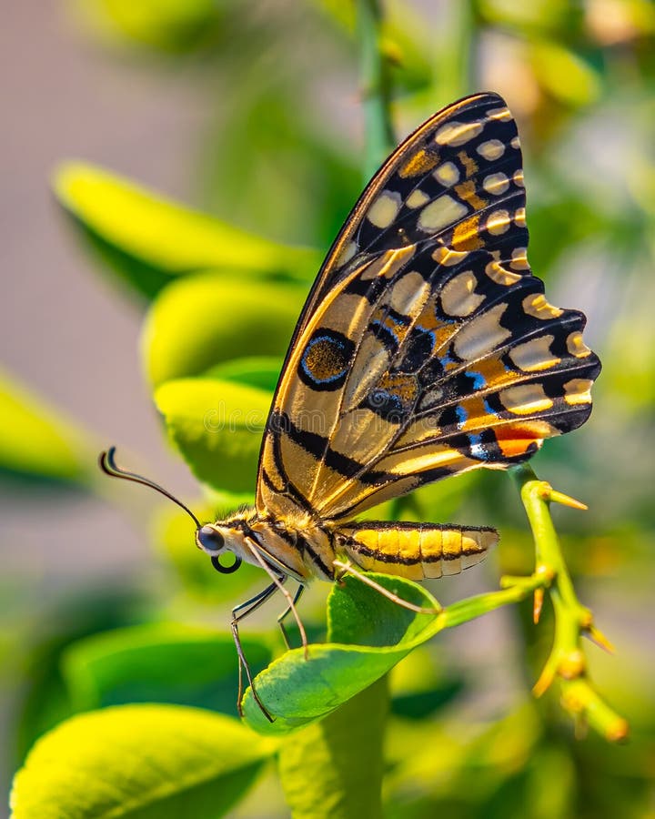 A Lime Butterfly on a Lime Tree Stock Photo Image of portrait, texture 254500246