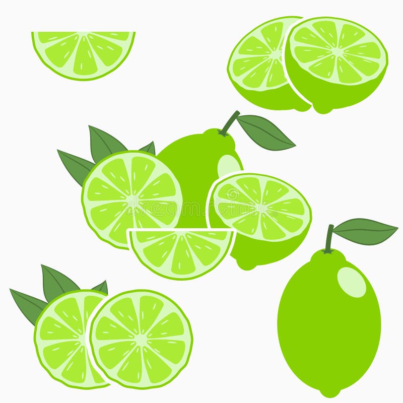 Lime. Citrus fruit with leaf - whole, half, slice. Vector stock illustration