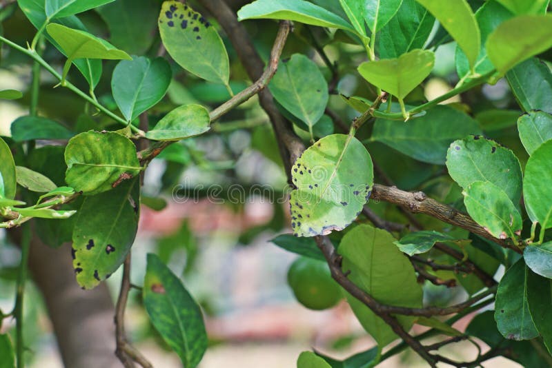 Citrus Melanose Disease on Leaves Stock Photo Image of leaf