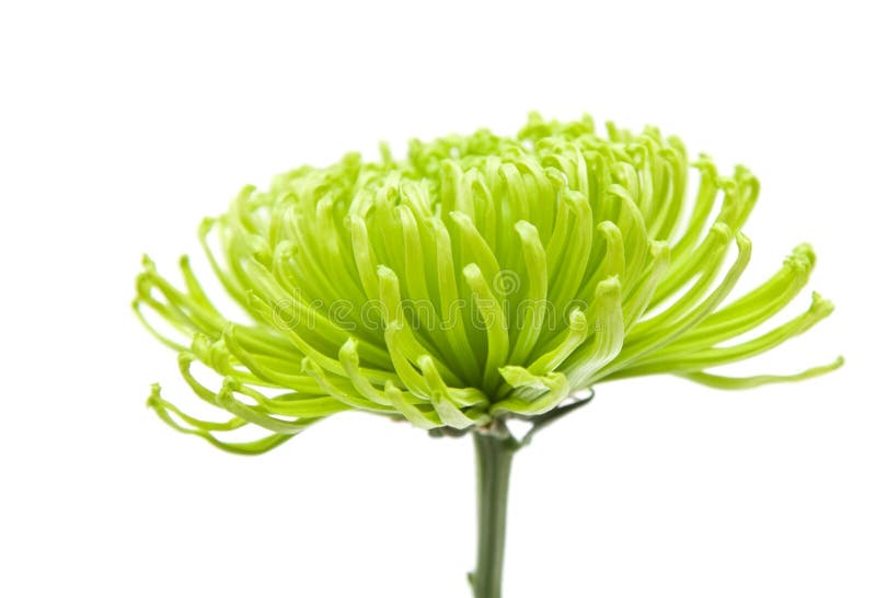 Lime green chrysanthemums stock image. Image of flower 14609563