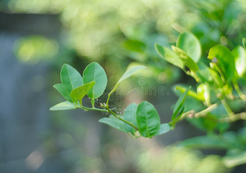 Lime green leaves on tree stock photo. Image of isolated 122715176
